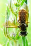 Chloromyia formosa