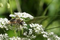 Eristalis tenax