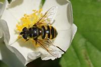 Myathropa florea