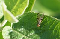 Otites porcus