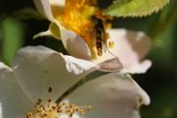 Sphaerophoria scripta