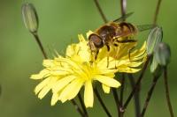 Eristalis tenax