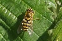 Syrphus ribesii