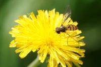 Episyrphus balteatus
