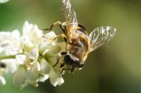 Eristalis arbustorum