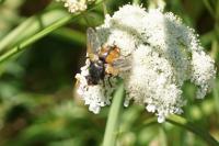Tachina fera