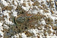 Tabanus