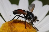 Cylindromyia