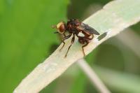 Sicus ferrugineus