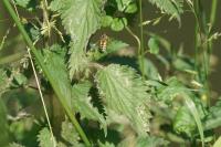 Helophilus trivittatus