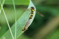 Sphaerophoria scripta
