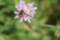 Bombylius cruciatus