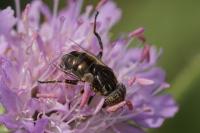 Eristalinus sepulchralis