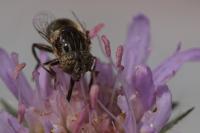 Eristalinus sepulchralis