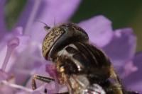 Eristalinus sepulchralis