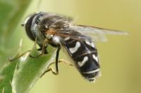 Scaeva pyrastri