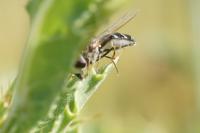 Scaeva pyrastri