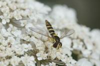 Sphaerophoria