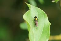 Chloromyia speciosa