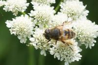 Eristalis abusiva