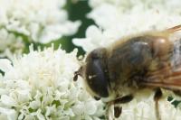 Eristalis abusiva