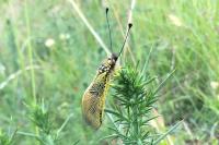 Libelloides longicornis