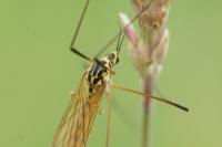 Nephrotoma flavescens