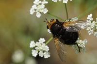 Tachina grossa