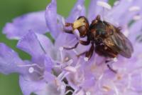 Sicus ferrugineus