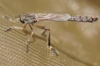 Leptogaster cylindrica