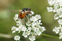 Gymnosoma
