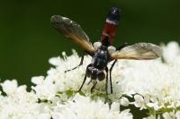 Cylindromyia