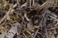 Bombylius