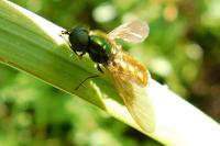 Chloromyia formosa