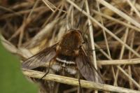 Bombylius cruciatus