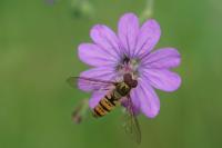 Episyrphus balteatus