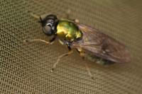 Chloromyia formosa