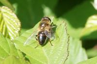 Eristalis tenax