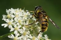Myathropa florea
