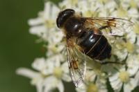 Eristalis horticola