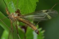 Tipula vernalis