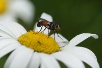 Cylindromyia
