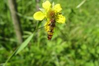 Episyrphus balteatus