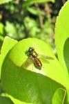 Chloromyia formosa