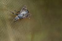 Platystoma seminationis