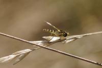 Sphaerophoria