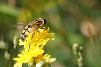 Helophilus trivittatus