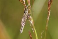 Leptogaster cylindrica