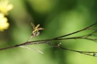 Sphaerophoria scripta