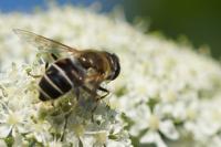 Eristalis nemorum